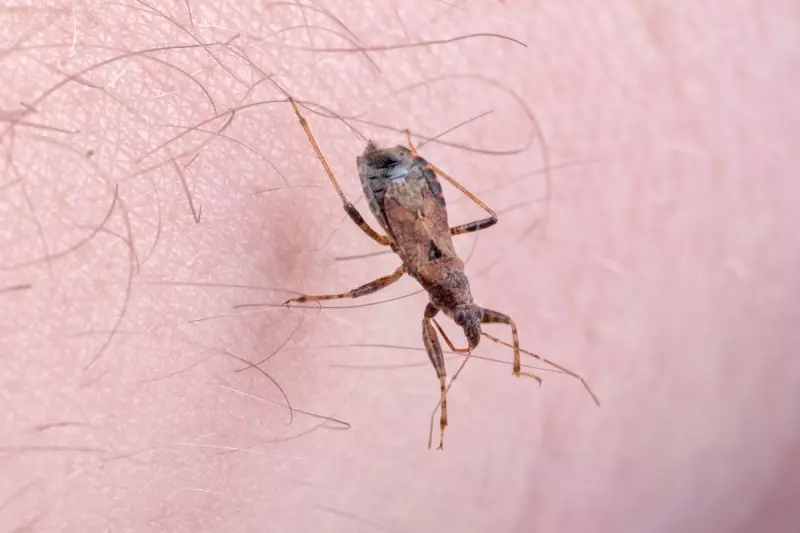 Kissing Bug Invasion: Deadly Chagas Disease Mapped Across US States