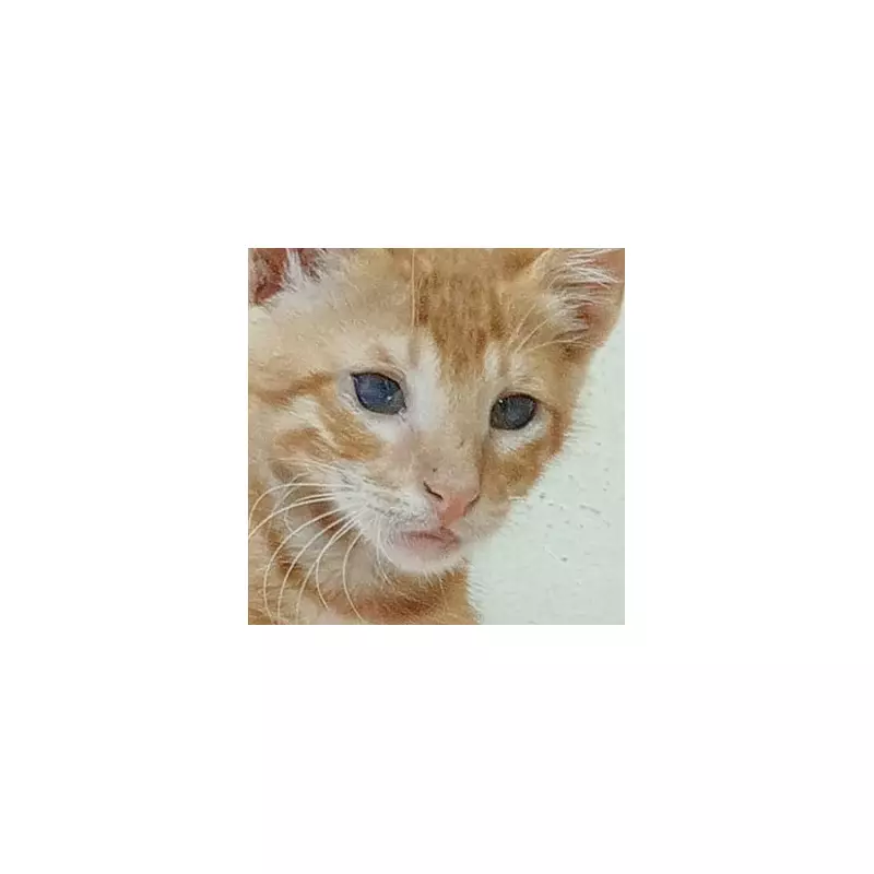 Kitten Used as Live Bait in Sick Dog Fighting Game Rescued by RSPCA in Manchester