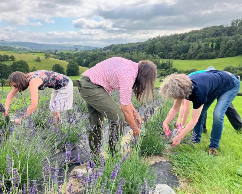 Lavender Fields Forever: A New Purple Haze Descends on the Lake District