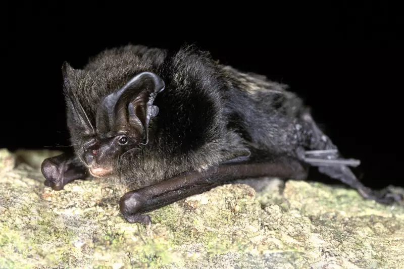 Lincolnshire Bats Block Council's Tree Felling Plans in Protected Species Standoff