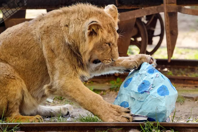 Lions Maul Zookeeper to Death at Bangkok Safari Park in Horrific Attack
