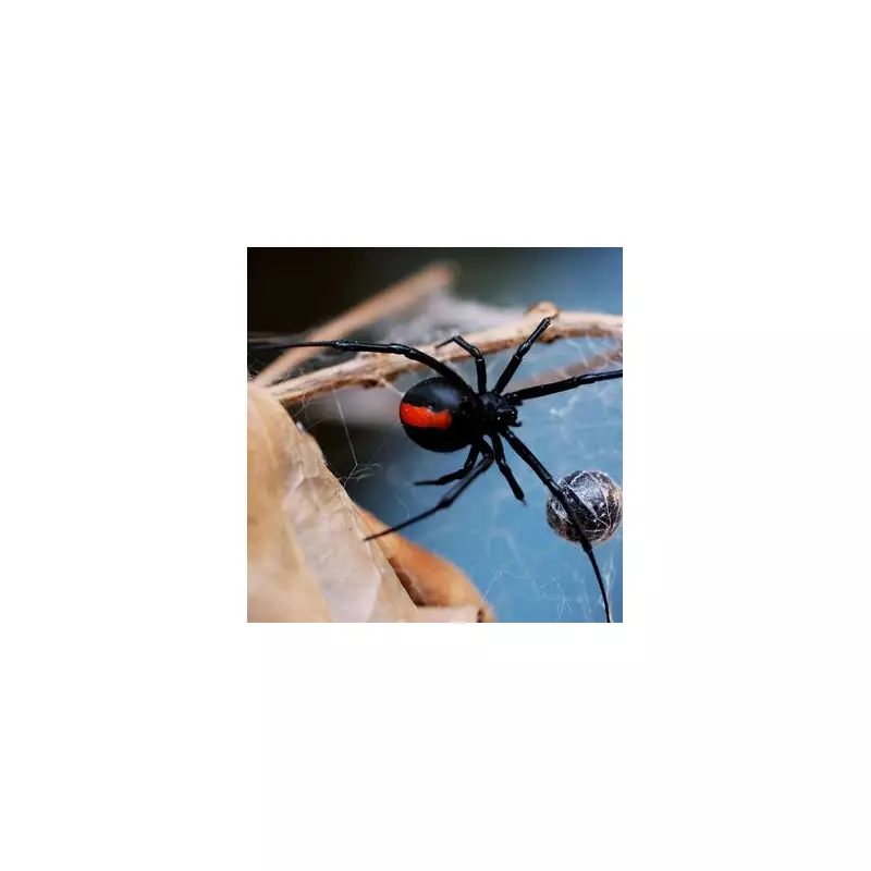 Man Killed by Pet Black Widow Spider in Austrian Horror Incident