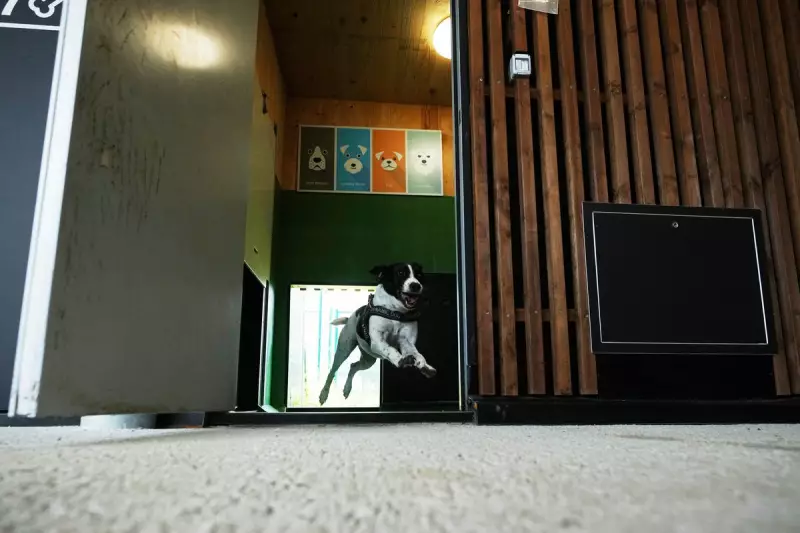 Matteo Salvini's Dog Drama: Italian Politician Faces Backlash Over Lost Labrador