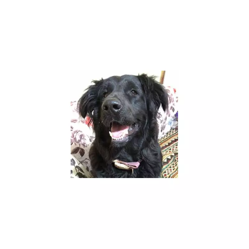 Meet Britain's Most Overlooked Dog: Teddy the Terrier's 644-Day Wait for a Home