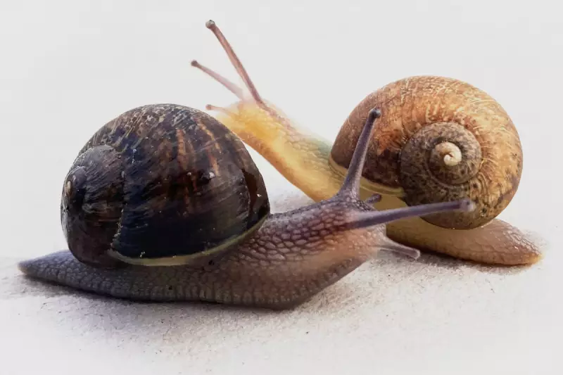 Meet Jeremy: The 'One-In-A-Million' Snail With A Rare Left-Spinning Shell | UK Wildlife Discovery
