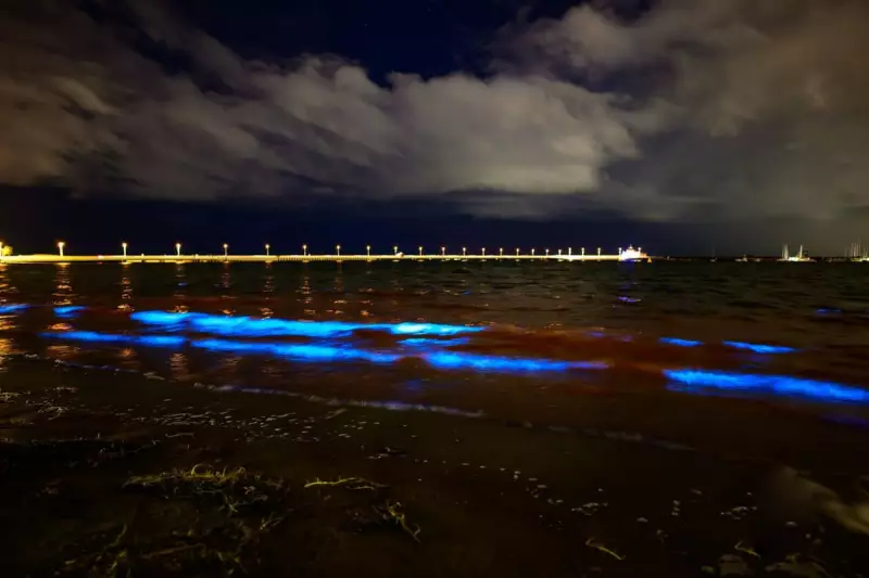 Melbourne's St Kilda Beach Glows Electric Blue in Rare Bioluminescent Spectacle