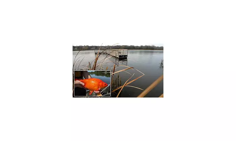 Minnesota Lake Overrun by Giant Goldfish: Ecological Crisis After Pets Dumped
