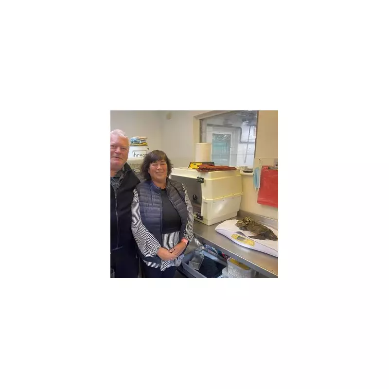 Miracle Turtle Rescue: 'Plastic Prison' Shell Cracked After 2 Years Stranded on Remote UK Beach