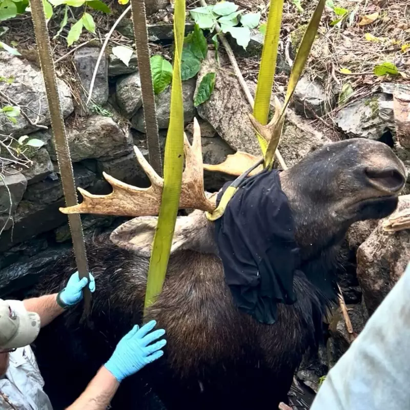 Miraculous Maine Moose Rescue: Dramatic Operation Saves Trapped Calf from Icy Waters