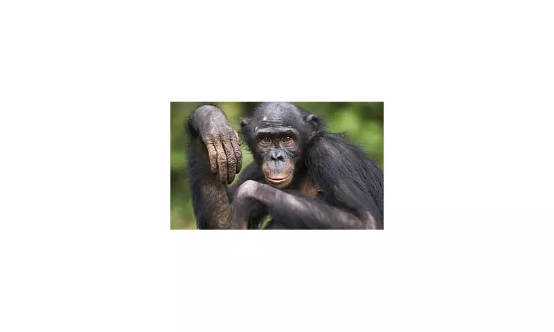 Monkey Business: Groundbreaking Study Rewrites the Rules of Primate Evolution