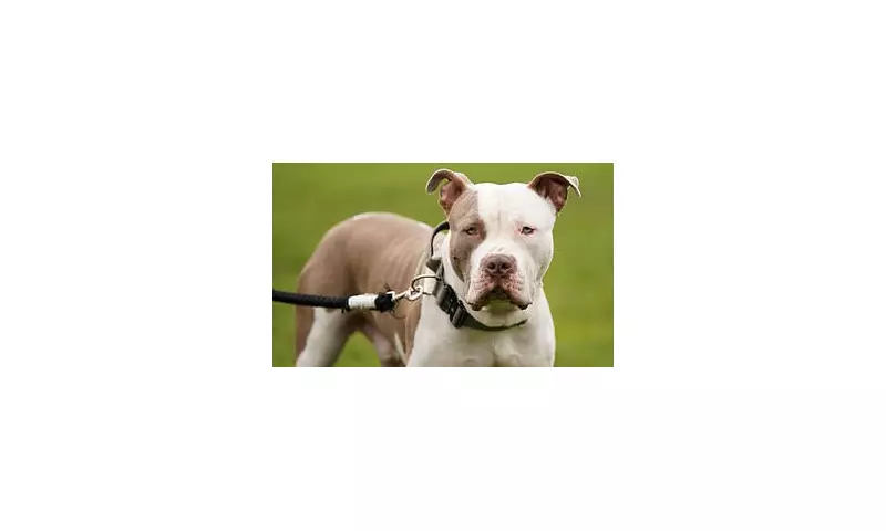 Mother's Pet XL Bully 'Biggie' Was Covered in Blood After Fatally Mauling 10-Year-Old Daughter, Inquest Hears