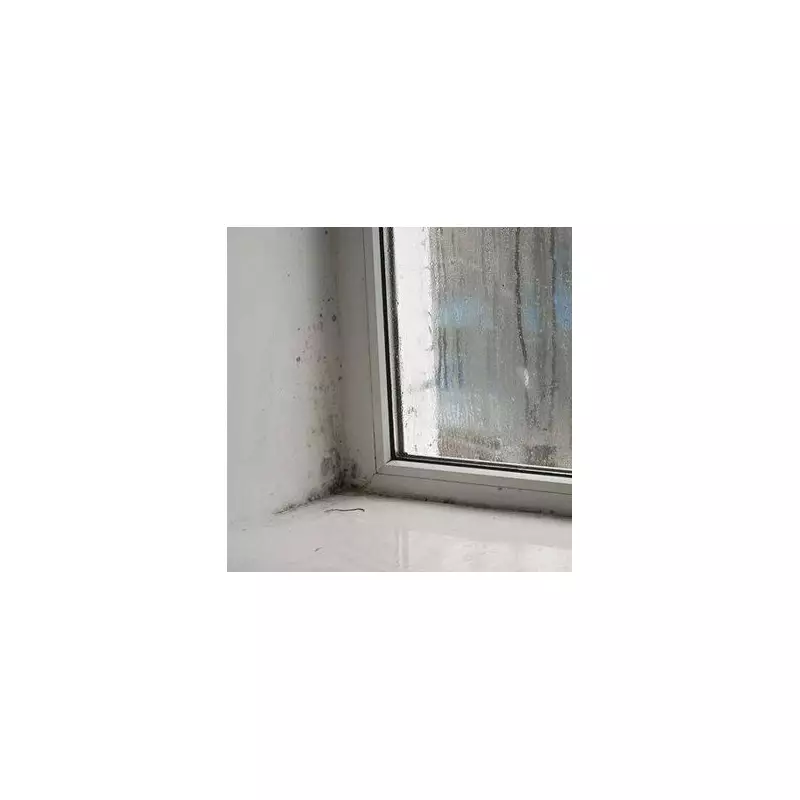 Mould Alert: The Hidden Danger in Your Home That Could Cost You Your Health and Your Deposit