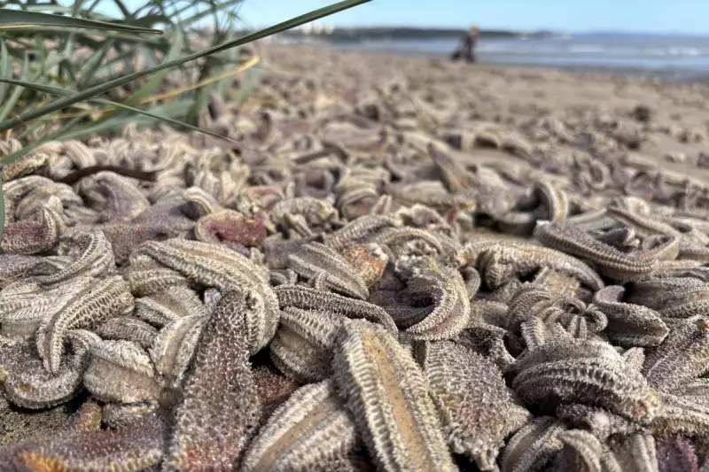 Mysterious Mass Starfish Stranding Baffles Experts on Scottish Beach | Independent