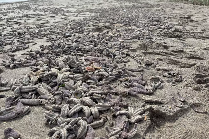 Mystery as Hundreds of Starfish Wash Up Dead on Fife Beach | Kirkcaldy Incident