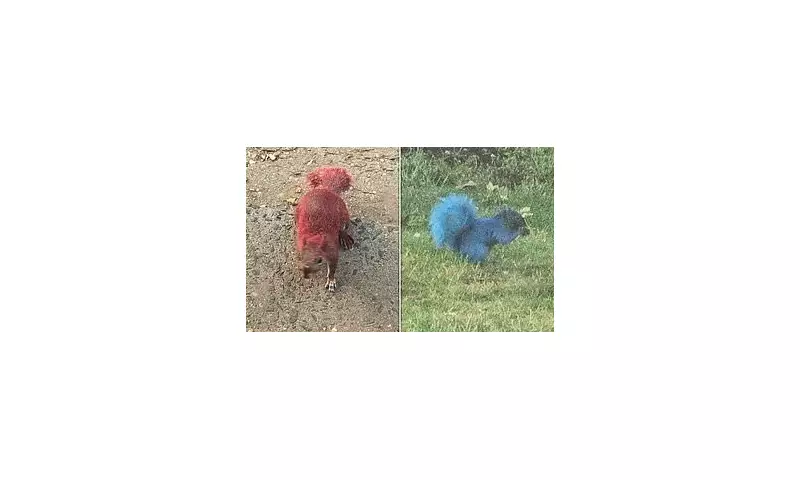 Mystery in Connecticut: Squirrels Spotted with Bizarre Neon Red and Blue Fur in East Hartford