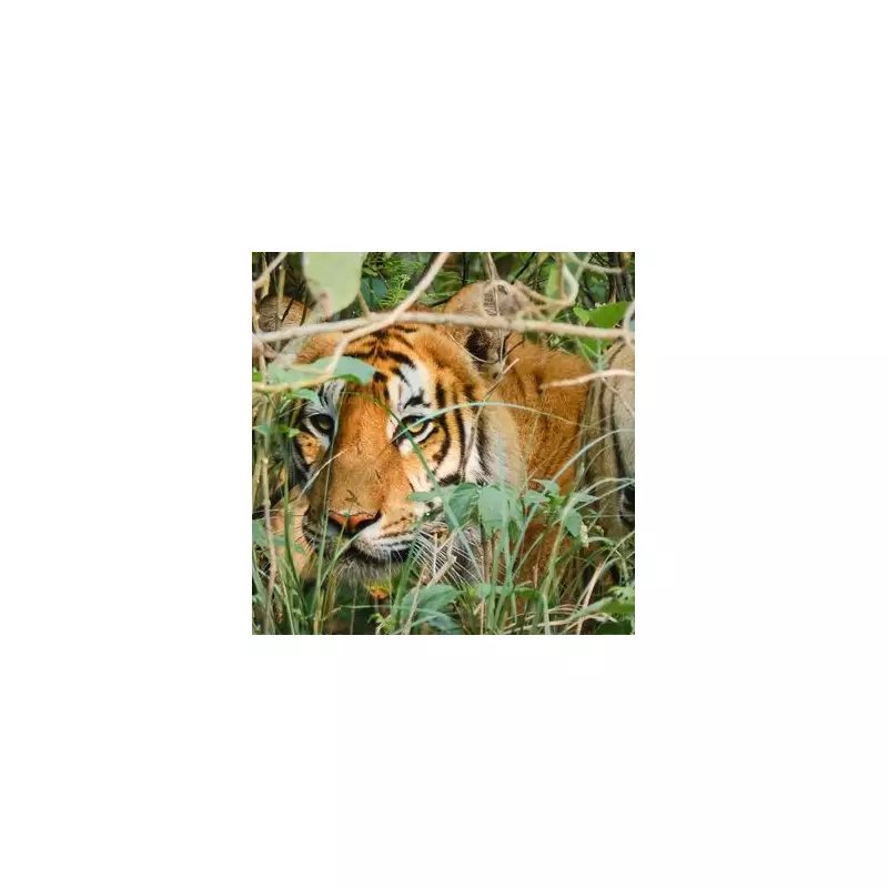 Mystery in the Mangroves: Human Remains Discovered in Nepal Jungle Identified as Missing Russian Tourist