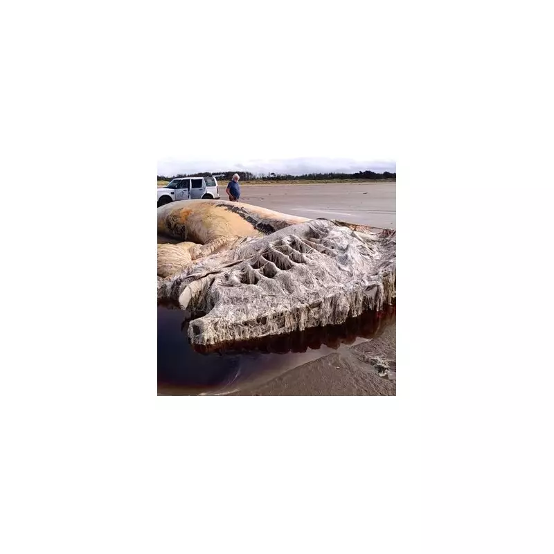 Mystery of 70ft 'Sea Monster' Washed Up on UK Beach Baffles Experts | Exclusive