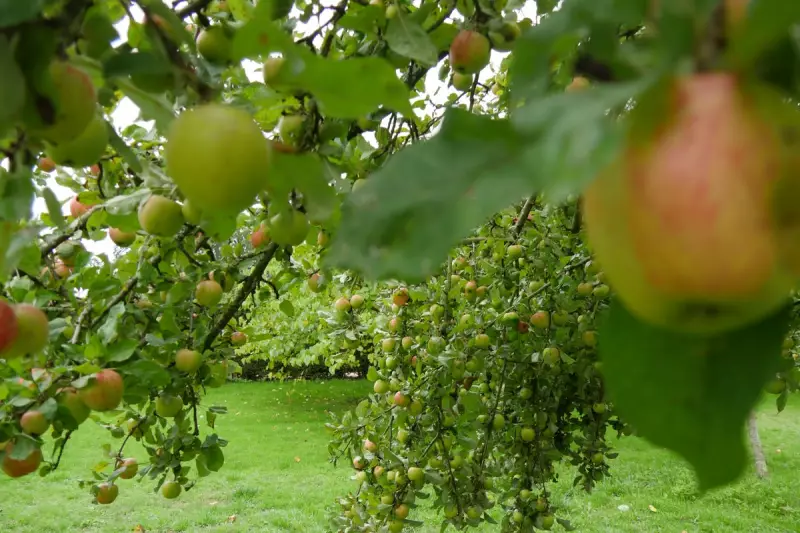 National Trust and RHS Unearth Rare Apple Treasures in Dorset Orchard