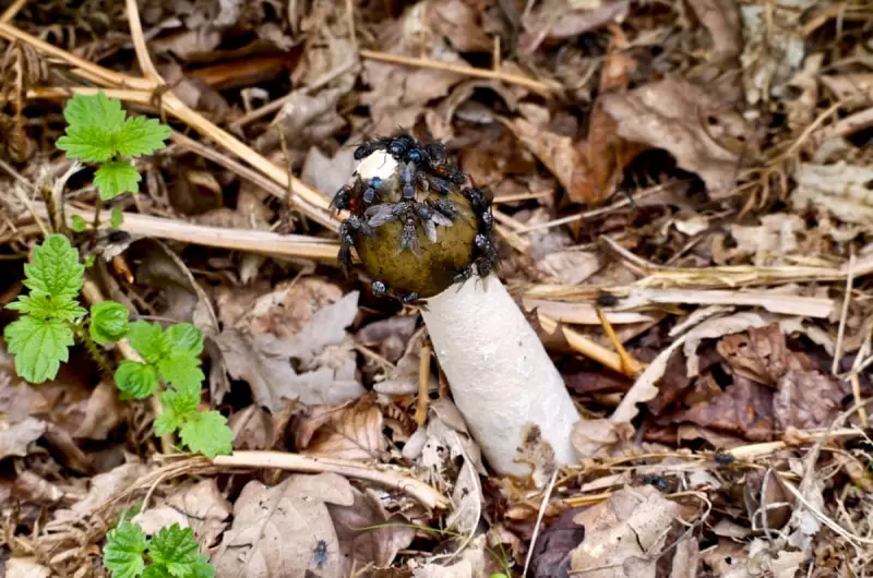 Nature's Bizarre Spectacle: Encountering the Phallic Stinkhorn Fungus in the UK