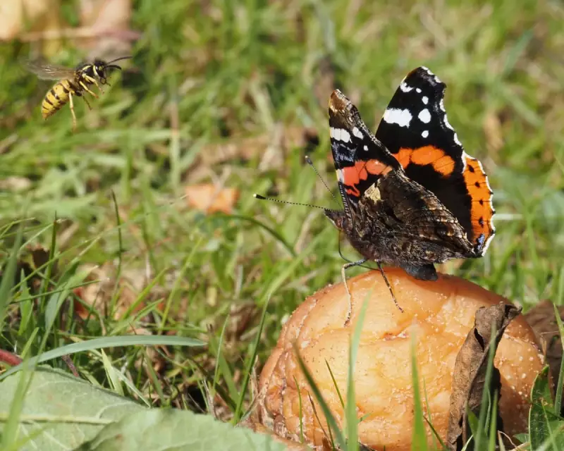 Nature's Unsung Heroes: Why Rotten Fruit is a Forager's Prized Treasure
