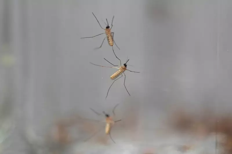 New Malaria Mosquito Discovery in Africa Sparks Major Public Health Alert