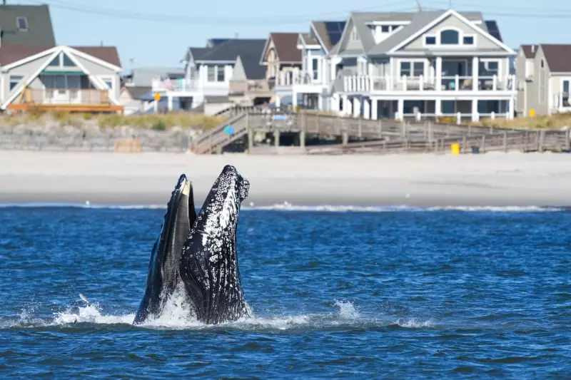New York Waters See Remarkable Whale Resurgence as Shipping Slows