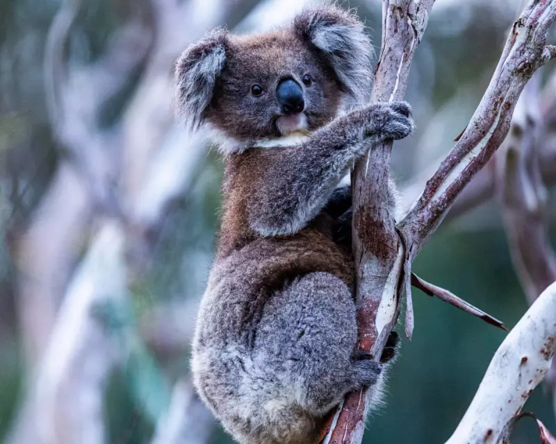 NSW Declares Landmark Great Koala National Park, Halts Logging Immediately