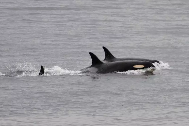 Orca Wars: Pod of Killer Whales Sinks 50-Foot Yacht in Dramatic Strait of Gibraltar Attack
