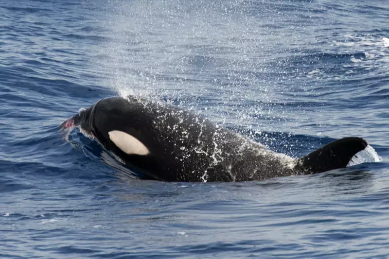 Orcas Attack: Pod of Killer Whales Rams Yacht Off Portuguese Coast in Terrifying Encounter