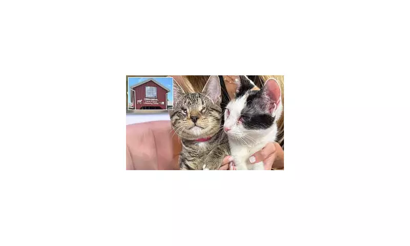 Peanut & Jelly: Blind Kitten Sisters Find Forever Home After Heartwarming Rescue | Daily Mail