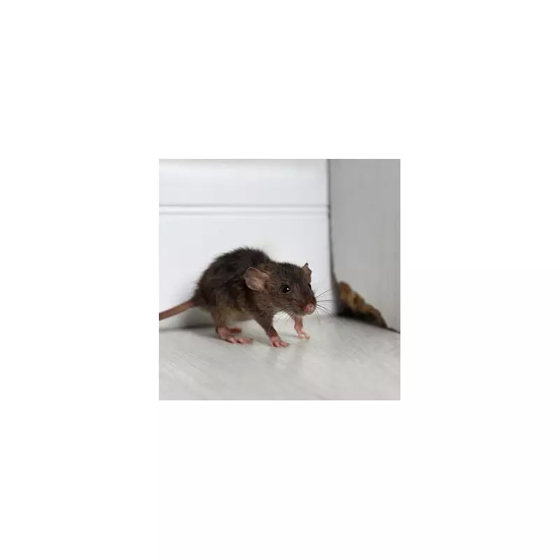 Pest Control Experts Reveal: The One Kitchen Item That Drives Mice and Rats Away Instantly