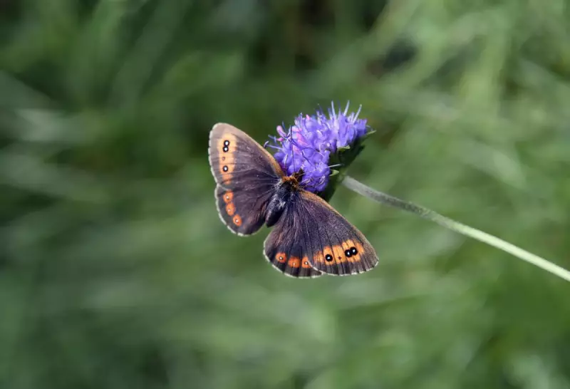 Purple Power: How a Sea of Knapweed is Saving Britain's Dark Chocolate Butterflies