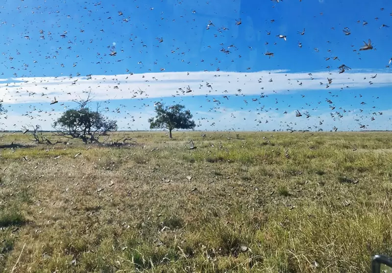 Queensland Farmers Unleash Spider Venom in Groundbreaking War Against Locust Plague