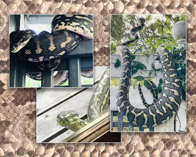Queensland Homeowners Embrace Ceiling Pythons: The Unlikely Houseguests Redefining Coexistence