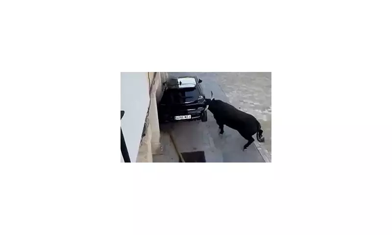 Rampaging Bull Smashes Peugeot 208 in Terrifying Town Centre Stampede | Shocking Video