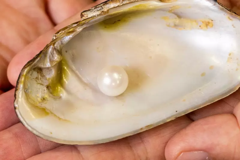 Rare 'AberNethy' Pearl Unearthed in Scottish River Could Rewrite History