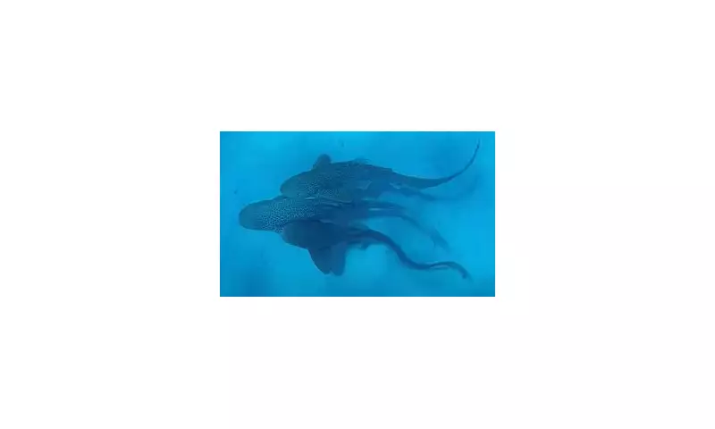 Rare Shark Threesome Filmed in Pristine Waters Off New Caledonia | Marine Biology Breakthrough