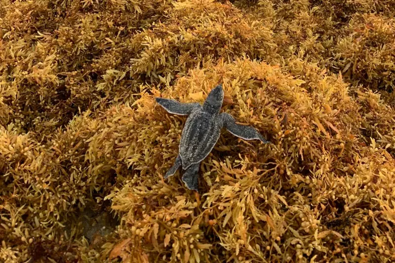 Sea Turtles Face Peril as Record Sargassum Blooms Choke Caribbean Beaches
