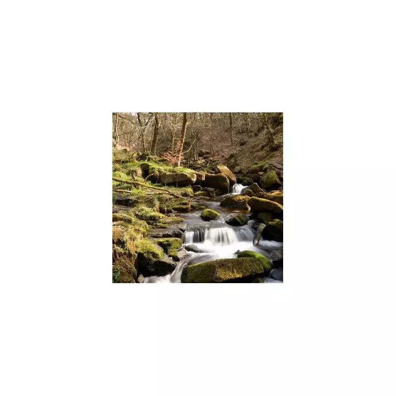 Secret UK Woodland Walk Named Among World's Most Beautiful | Hidden Gem Revealed