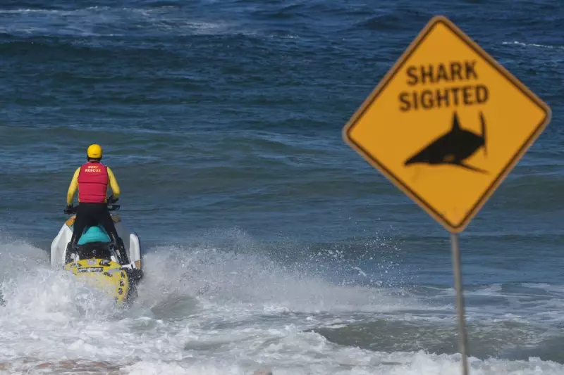 Shark Alert Closes Sydney Beaches: Swimmers Evacuated in Dramatic Operation