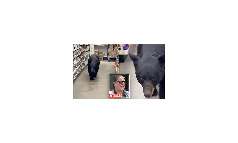 Shocking CCTV: Black Bear Invades New Jersey Dollar General Store in Bizarre Late-Night Raid