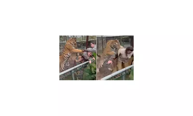 Shocking Moment Tiger Attacks Vet Through Zoo Enclosure Fence | Daily Mail