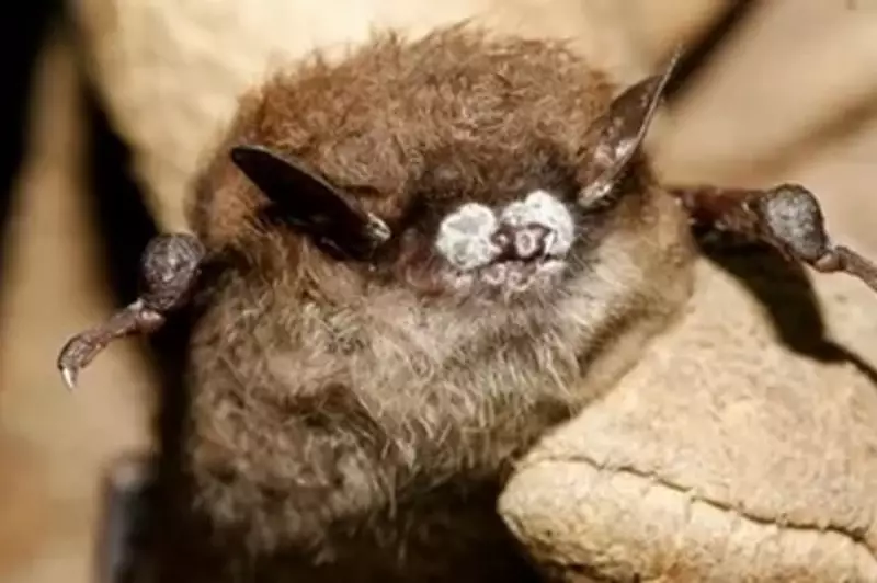 Silent Extinction: The Deadly White-Nose Fungus Decimating North America's Bat Populations