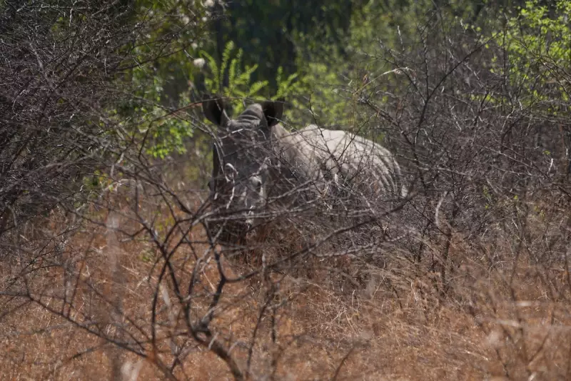 South Africa's Rhino Poaching Crisis Shows Dramatic Decline: A Conservation Victory