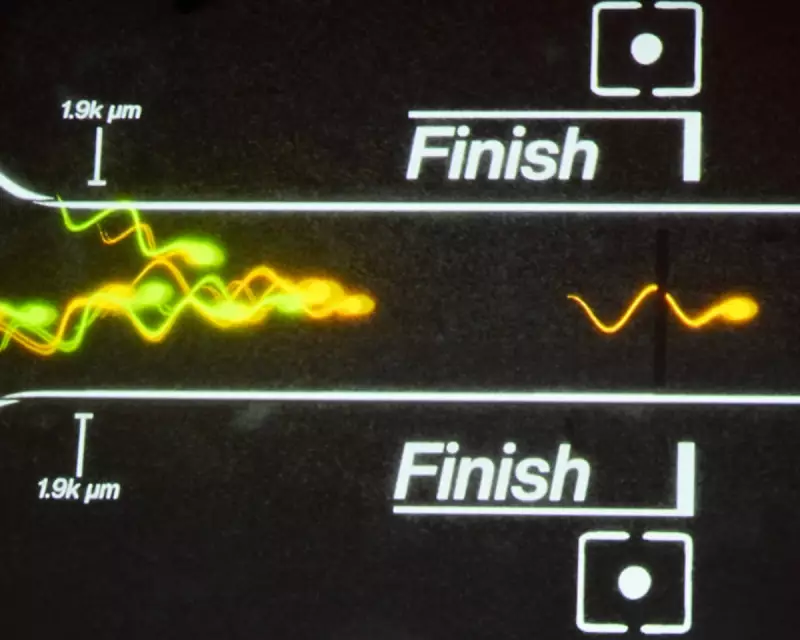 Sperm Racing: The Bizarre New Status Symbol Sweeping Through Silicon Valley's Tech Elite