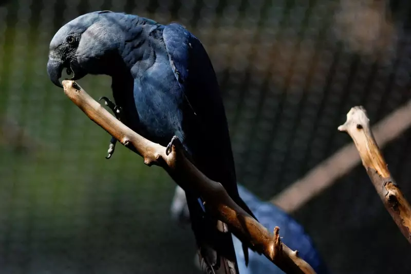 Spix's Macaw Soars Back from Extinction: Ambani's Vantara Leads Historic Rewilding