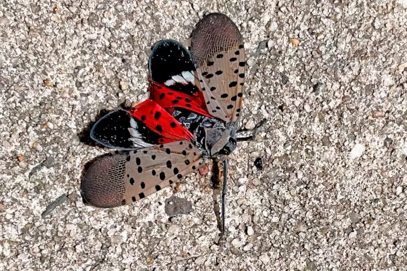 Spotted Lanternfly Invasion: Swarms of Invasive Insects Trigger Weather Radar Across US East Coast