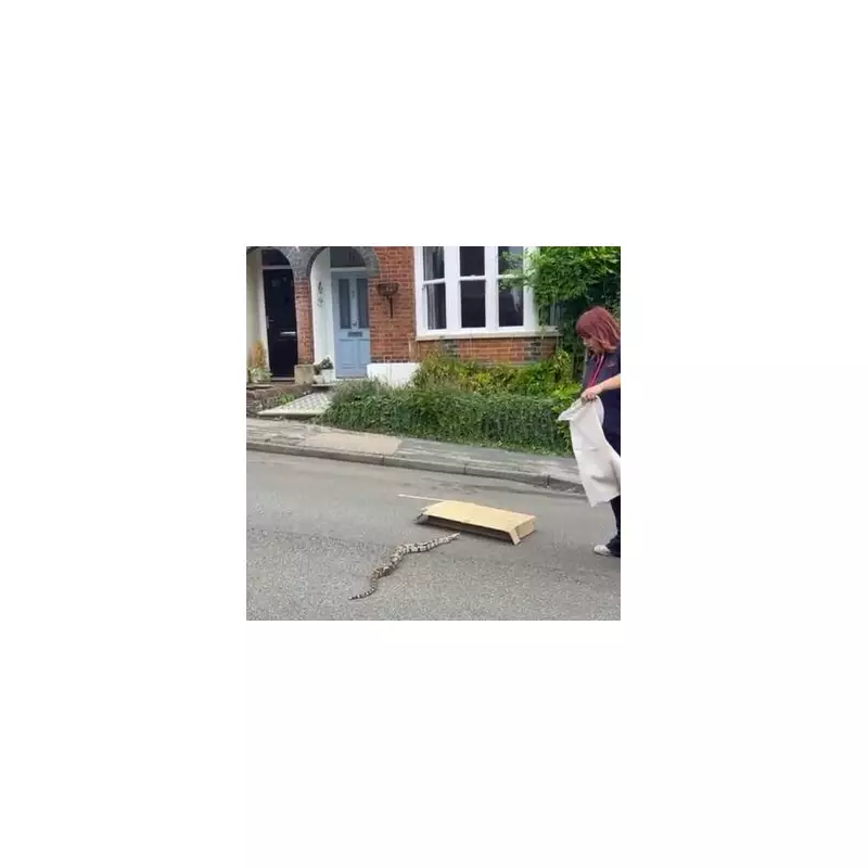 Terrifying Moment Huge Boa Constrictor Drops from Ceiling Onto Unsuspecting Family in UK Home | Exclusive Video