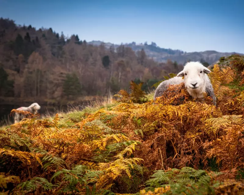The Incredible Homing Instinct of Herdwick Sheep: A 1925 Cumbrian Mystery
