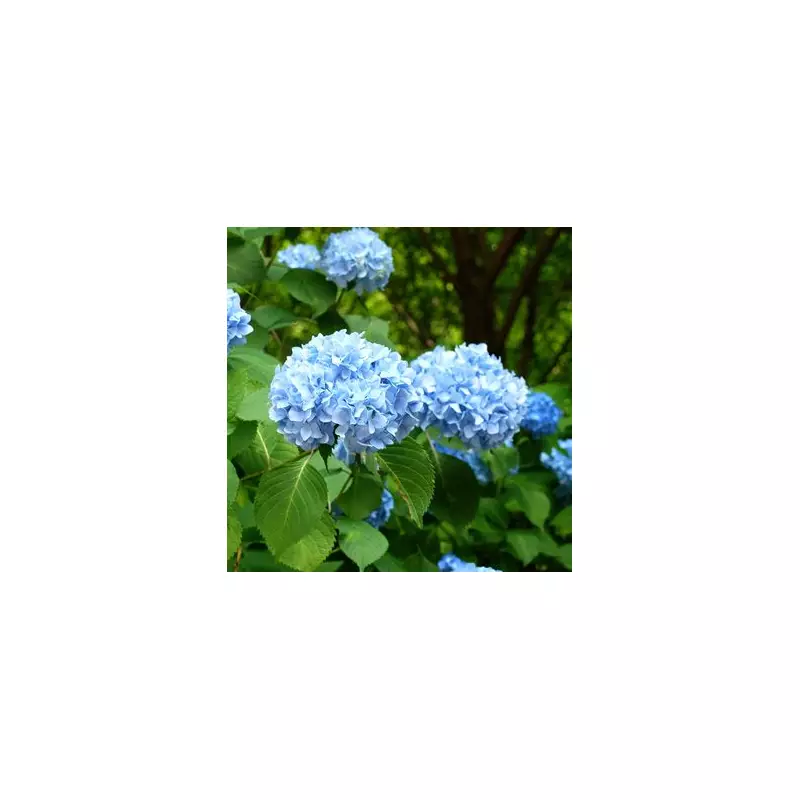 The Ultimate Gardener's Secret: How to Turn Your Hydrangeas a Stunning Blue This Summer